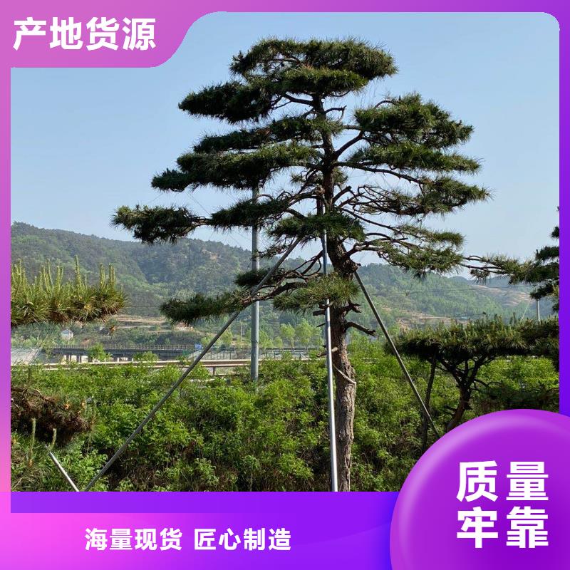 造型油松品质与价格同行
