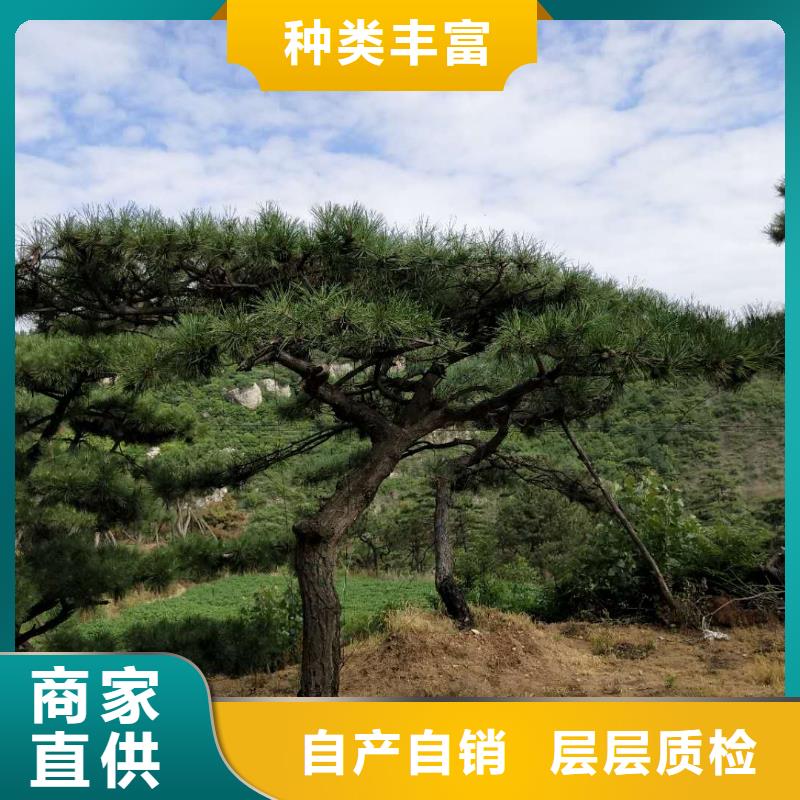 造型松造型松价格现货充足