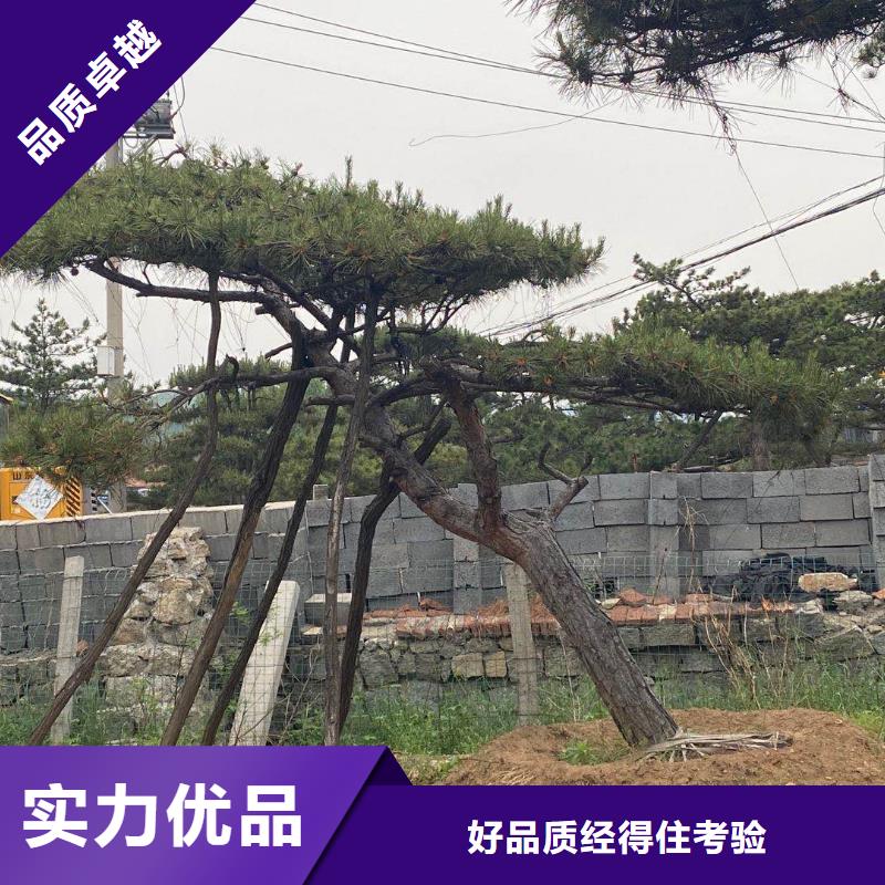 油松成功案例