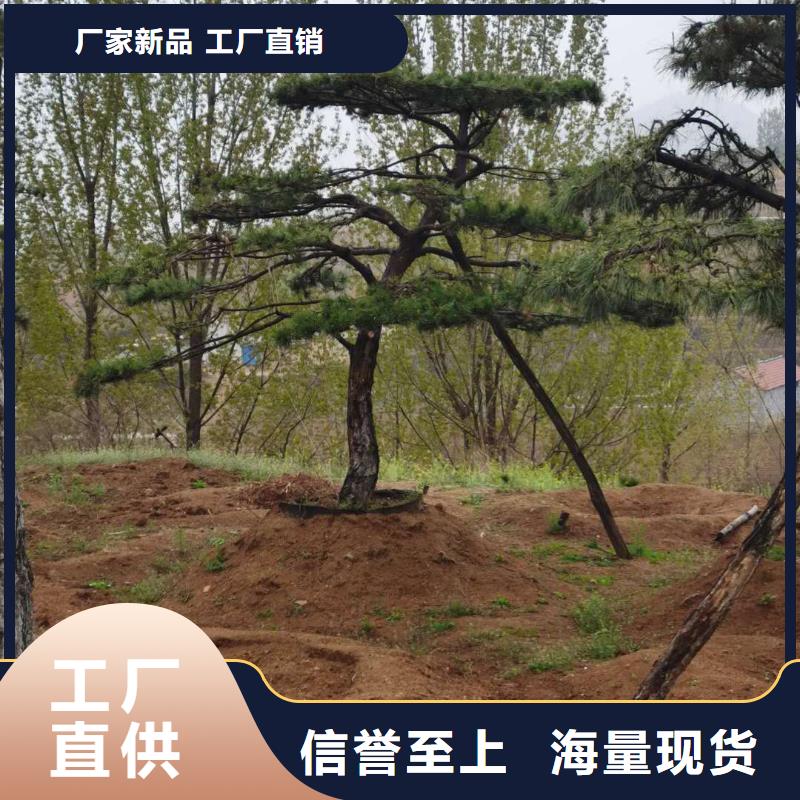 造型松古桩把实惠留给您