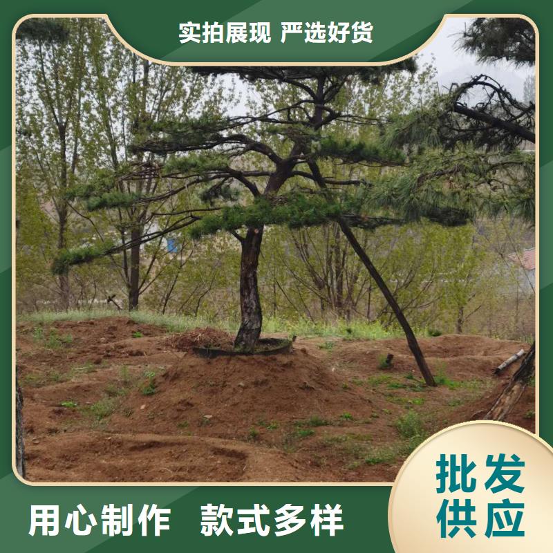 造型黑松本地供应商