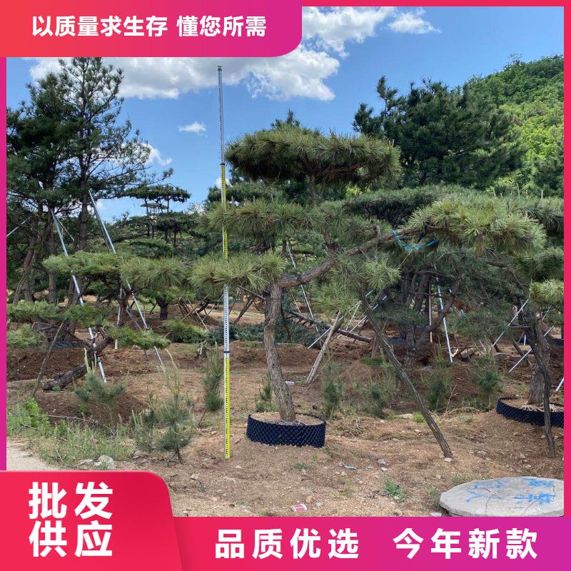 景观松当天出货