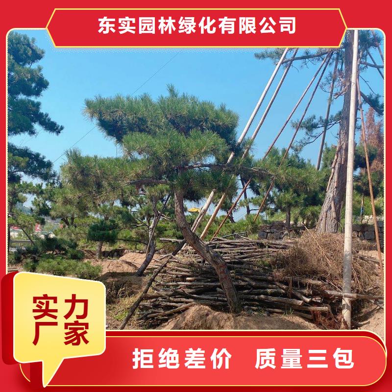 当地造型黑松生产厂商