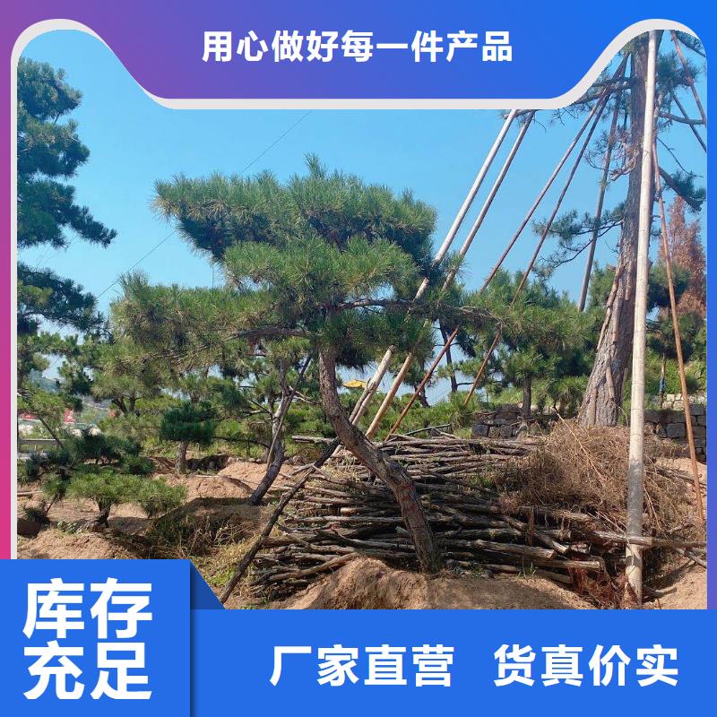 造型黑松本地供应商
