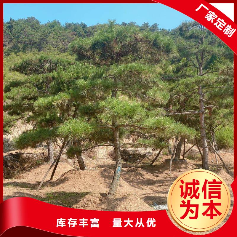 价格合理的造型景观松批发商