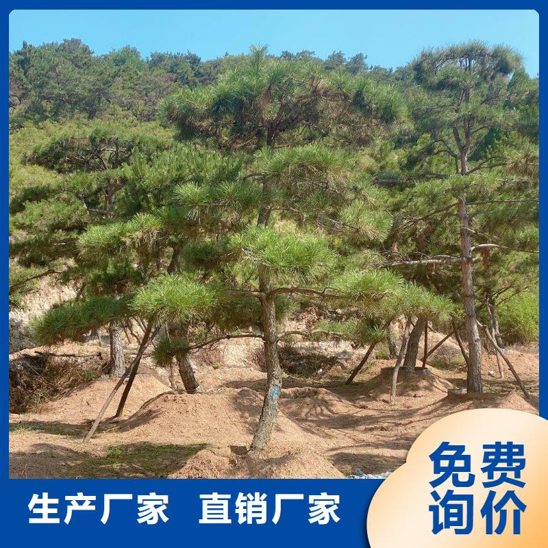 景观松当天出货