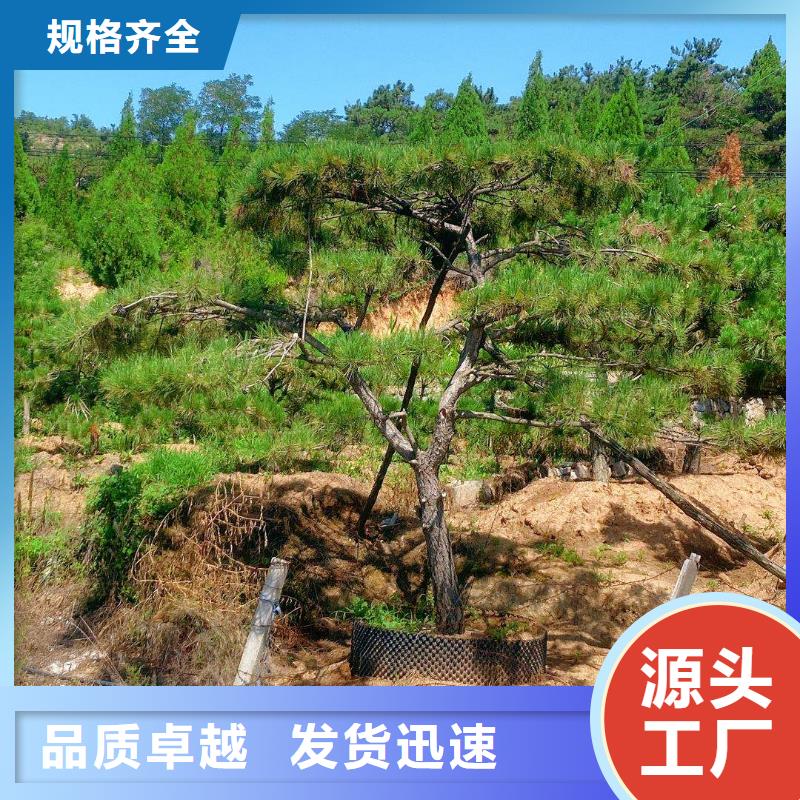价格合理的造型景观松批发商