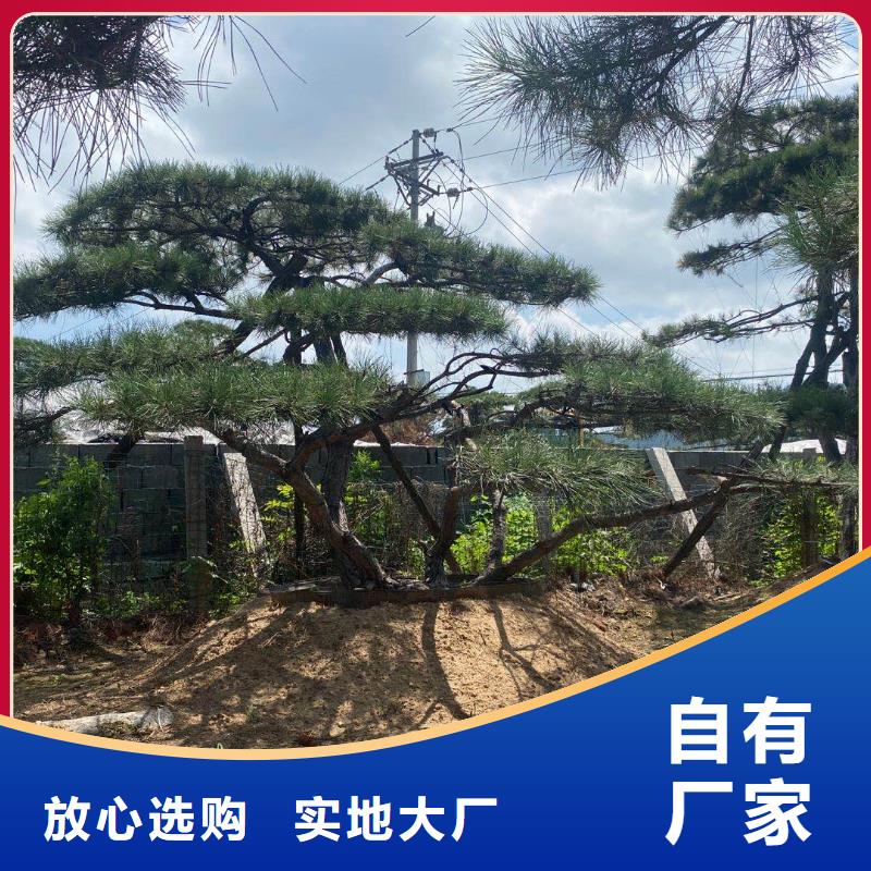 景观松当天出货