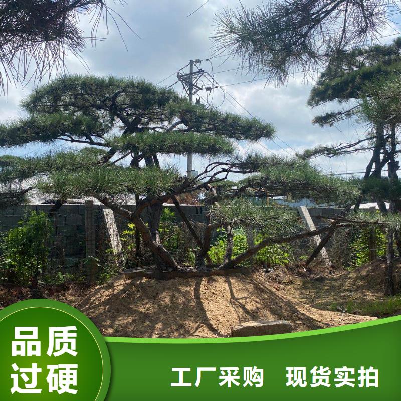 当地造型黑松生产厂商