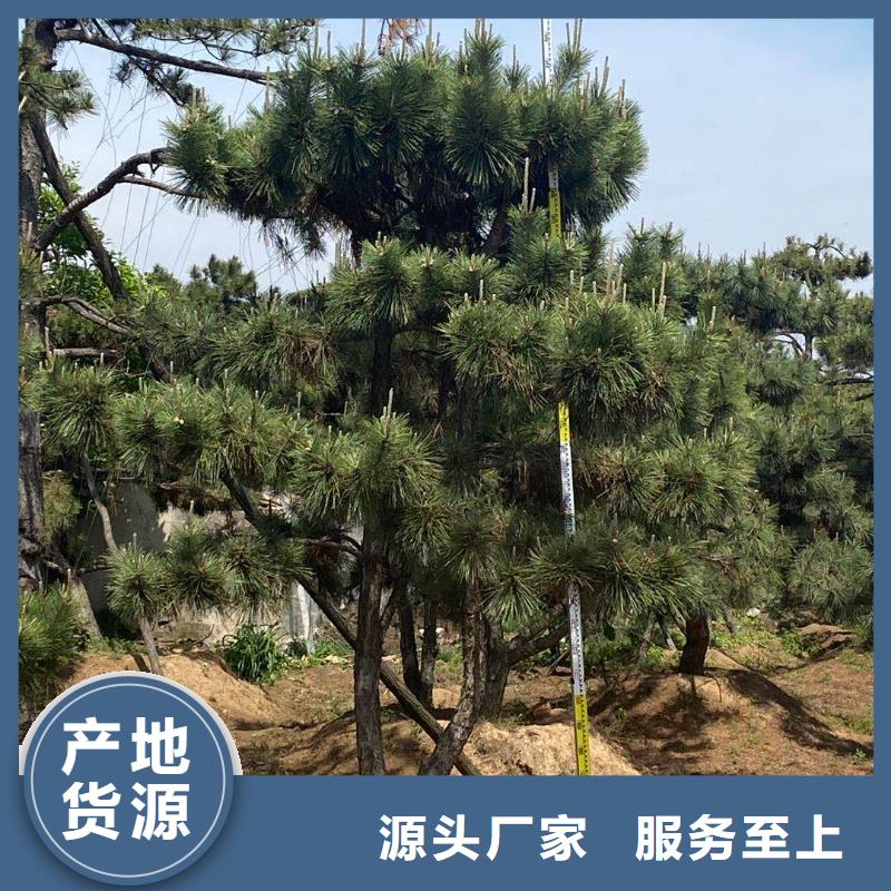 造型黑松本地供应商