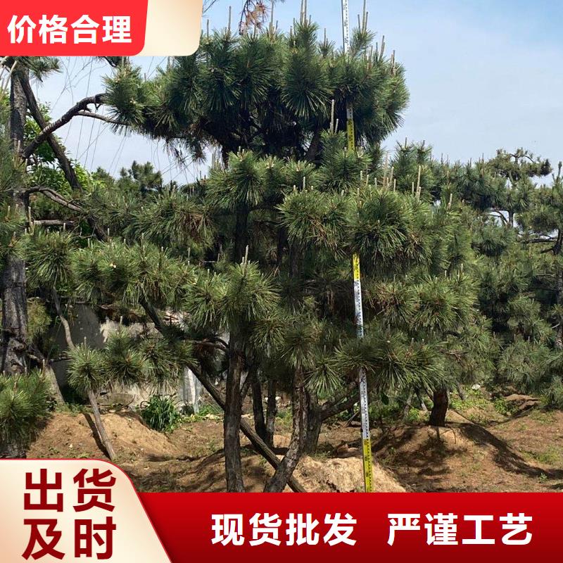 价格合理的造型景观松批发商