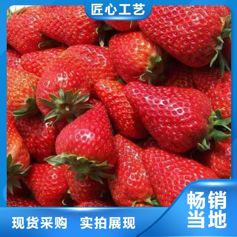 达娜草莓苗
