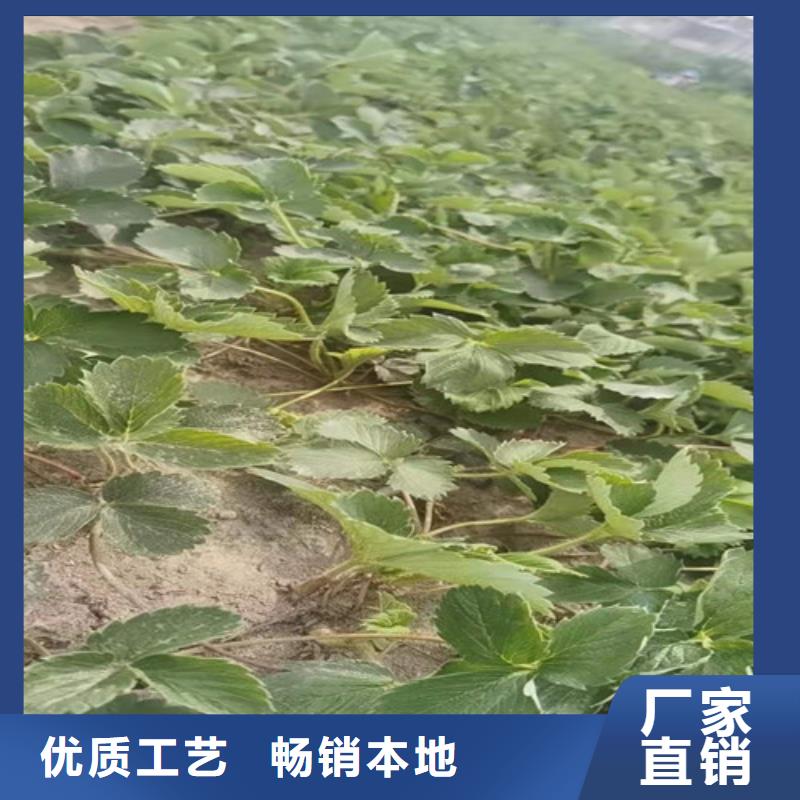咖啡草莓苗