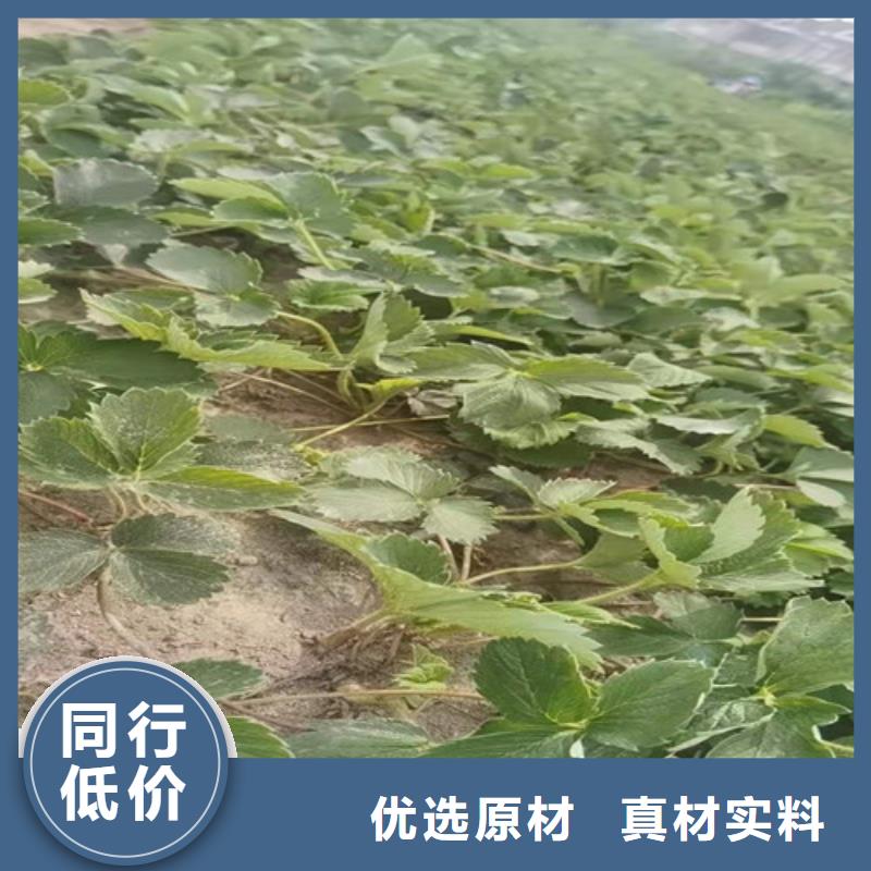 甜查理草莓苗