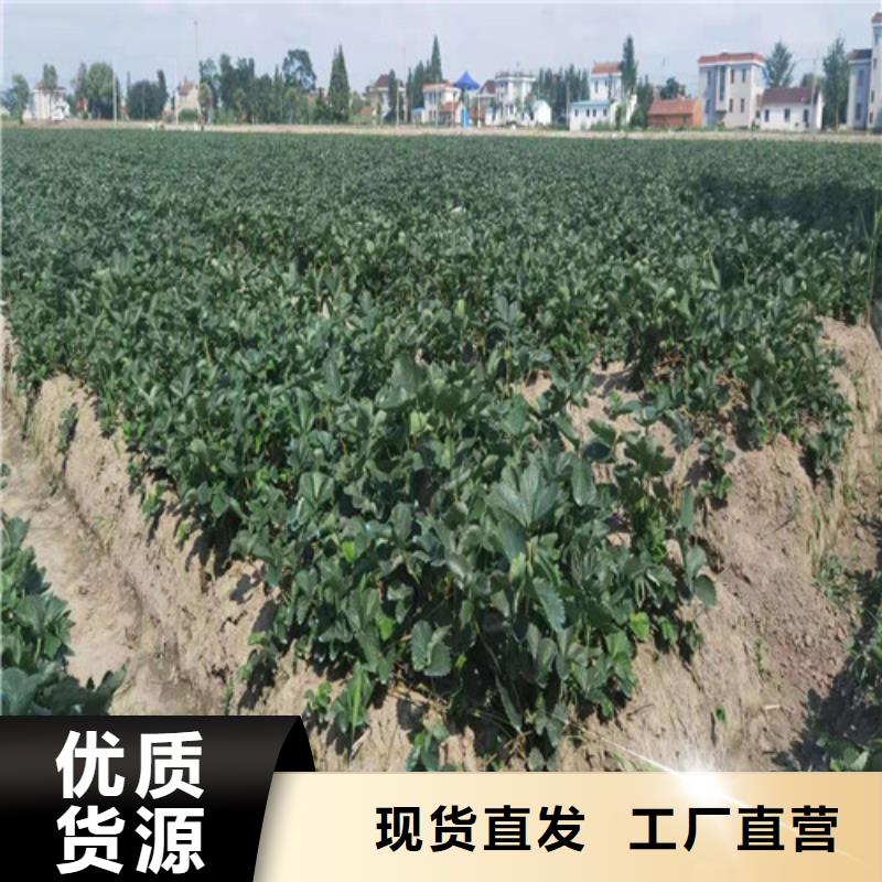 章姬草莓苗