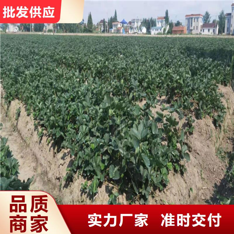 草莓苗杏苗厂家现货批发