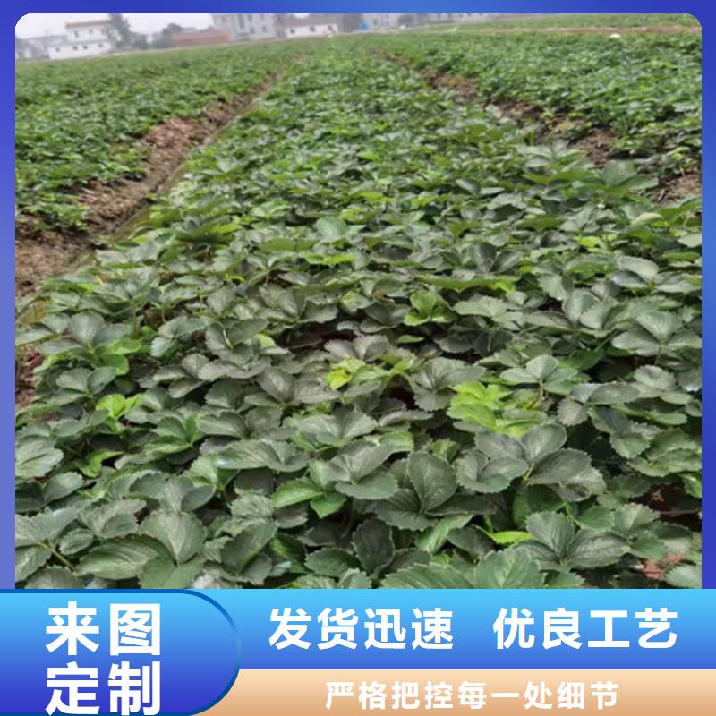 全明星草莓苗