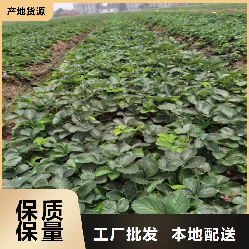 京郊小白草莓苗品种