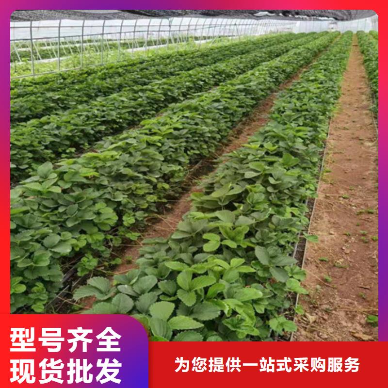 草莓苗杏苗厂家现货批发