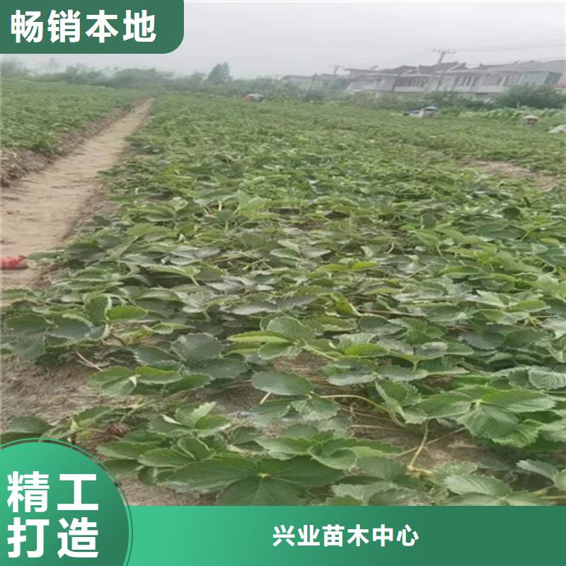 红玉草莓苗