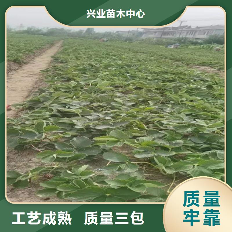 甜宝草莓苗品种大全