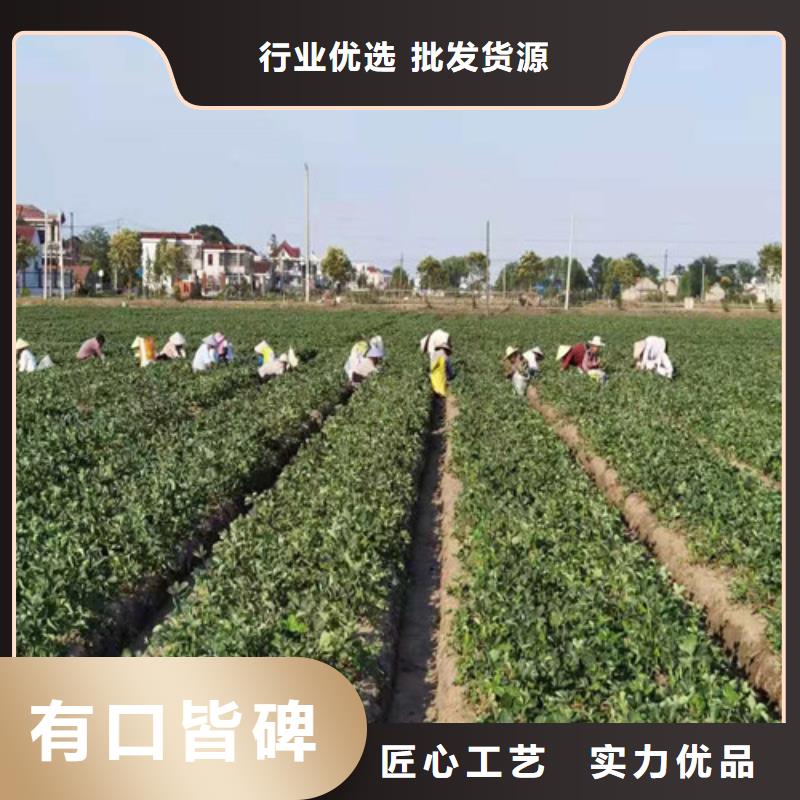 达娜草莓苗