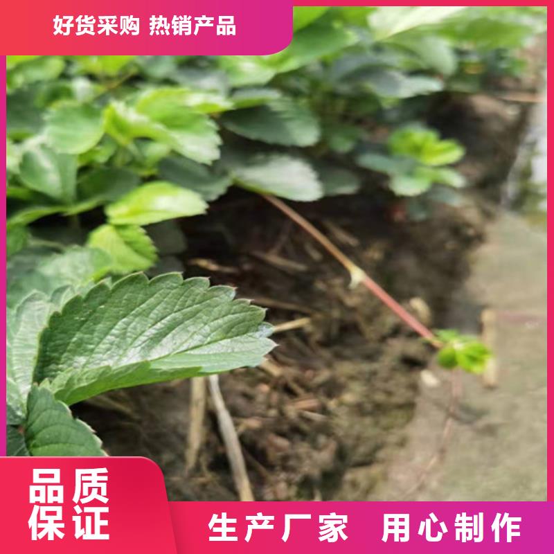 甘露草莓种苗