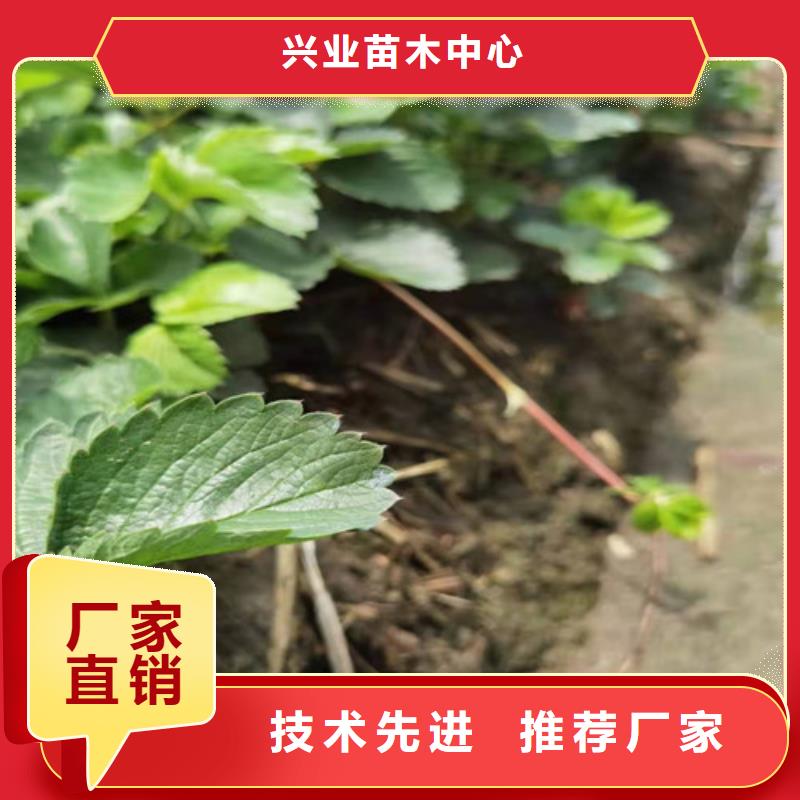 章姬草莓苗