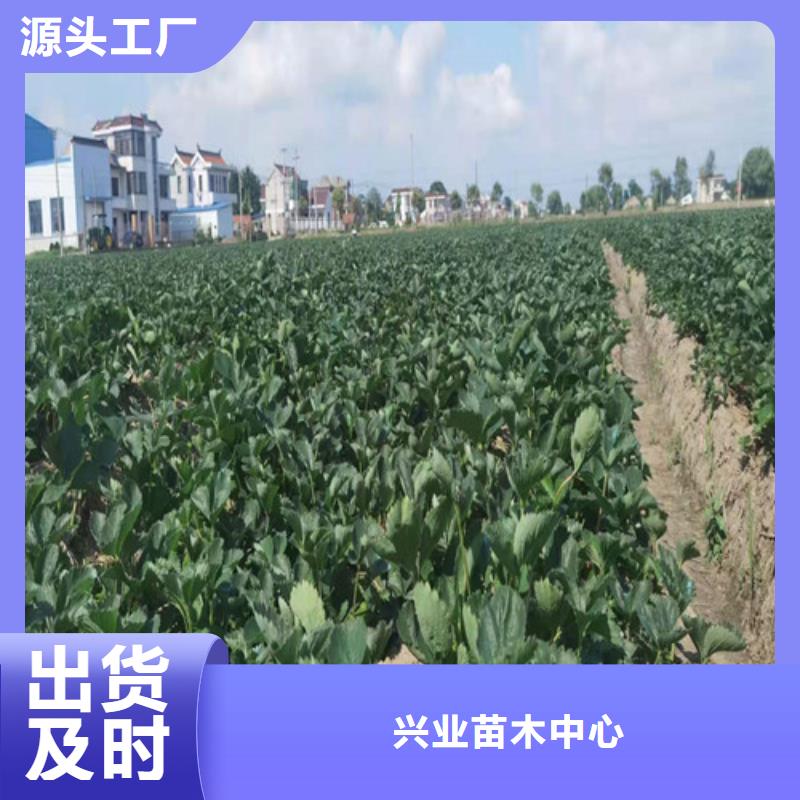 京郊小白草莓苗品种