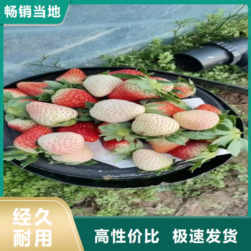 草莓王子草莓苗