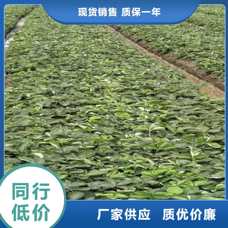 京郊小白草莓苗