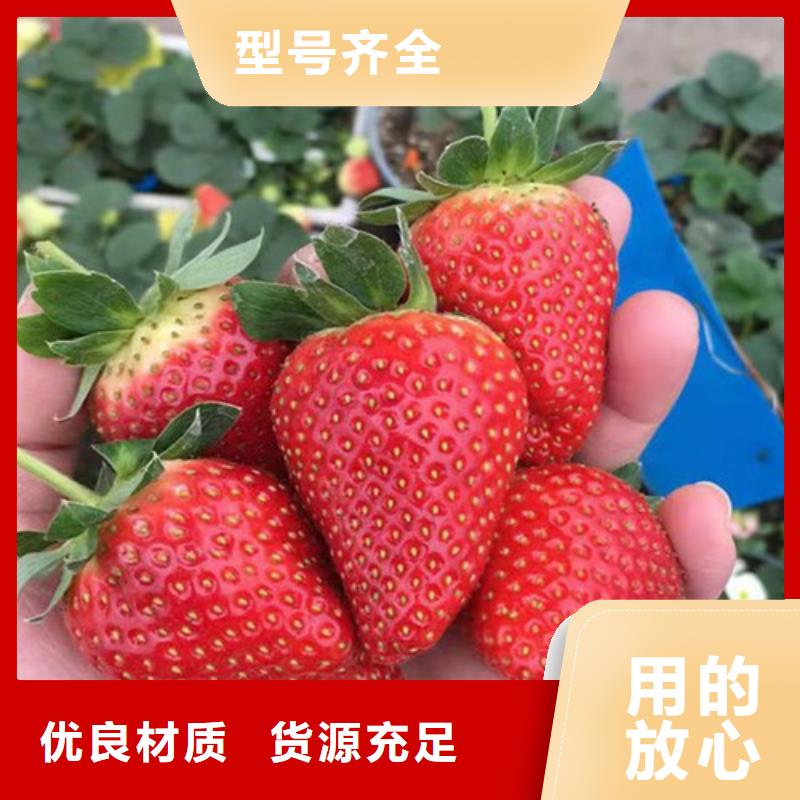 草莓苗杏苗厂家现货批发
