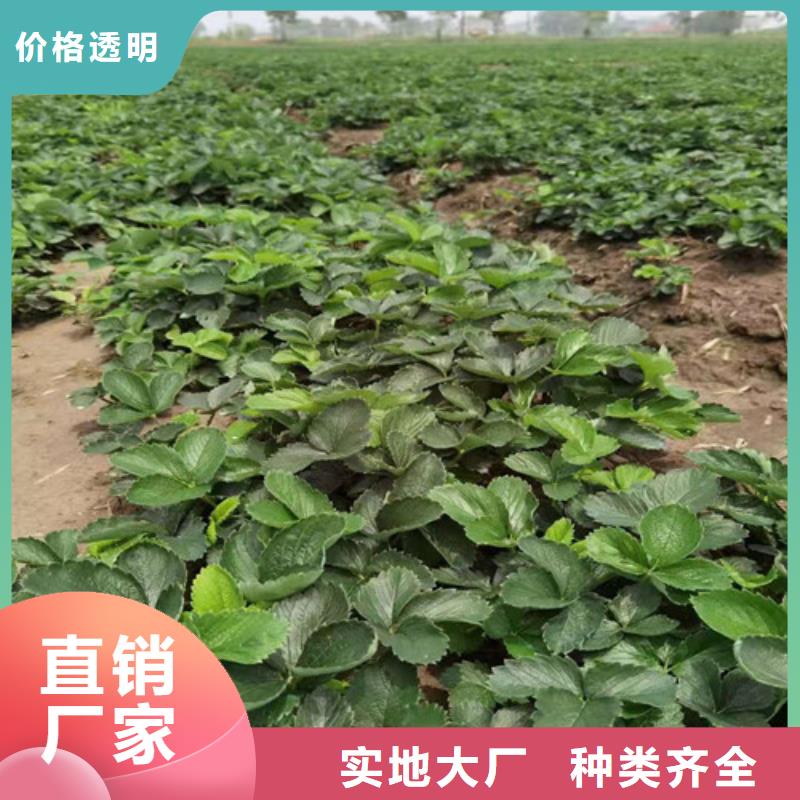 草莓王子草莓苗
