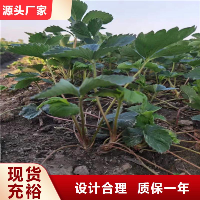 全明星草莓苗
