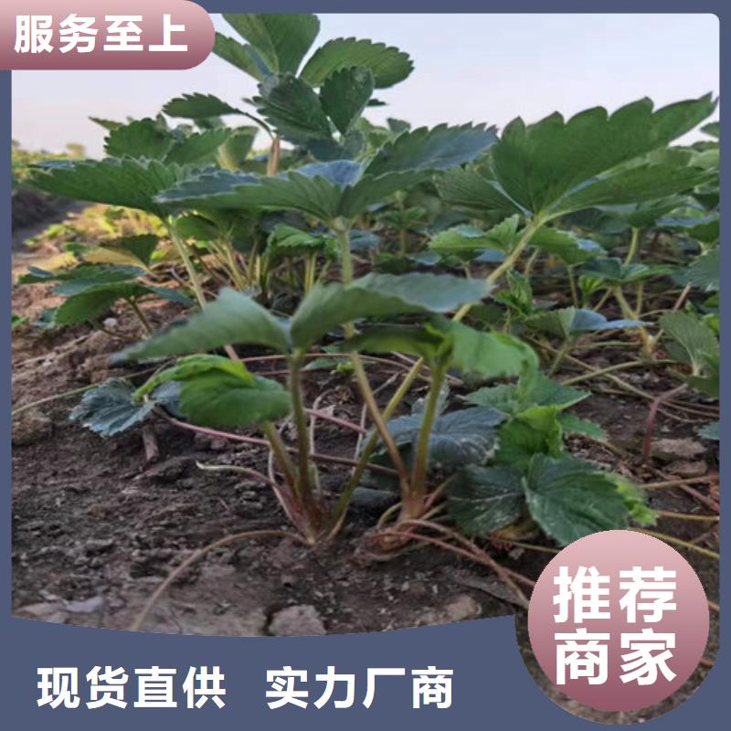 京郊小白草莓苗品种