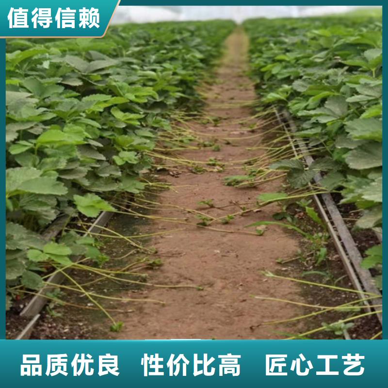 咖啡草莓苗