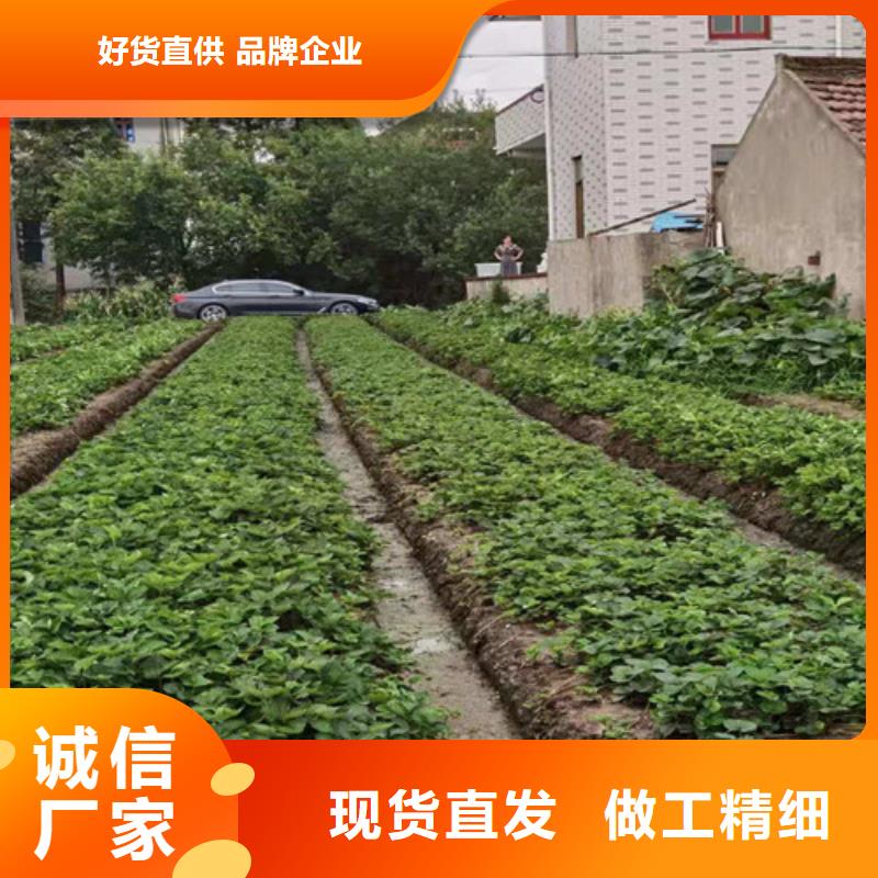 丽雪草莓苗