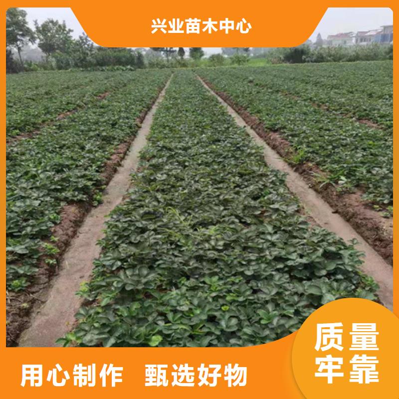 美六草莓苗