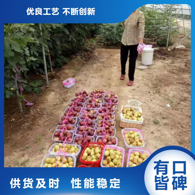 玛斯义陶芬无花果枝条