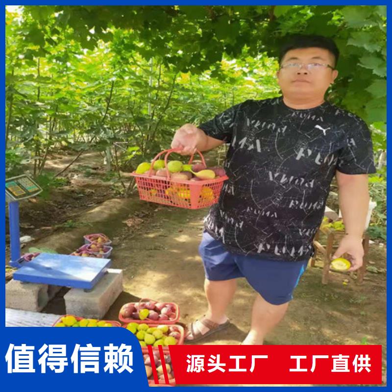 玛斯义陶芬无花果枝条