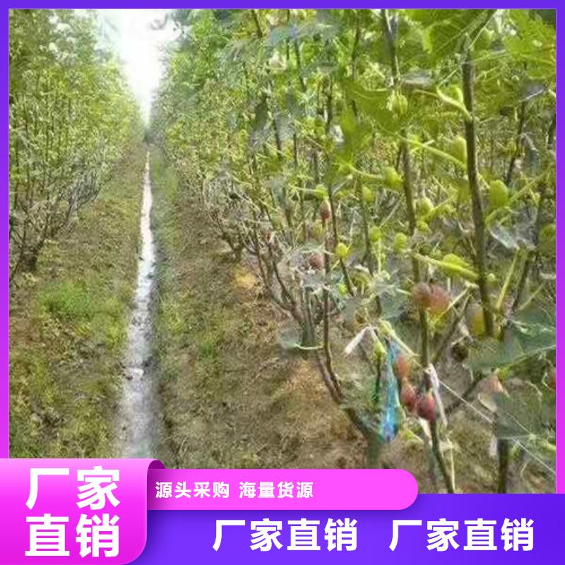 无花果杏苗N年专注