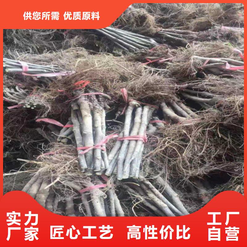 无花果杏苗N年专注