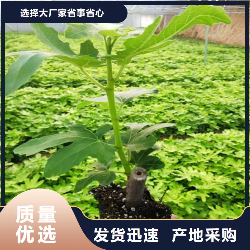 【无花果】酥脆一号安装简单