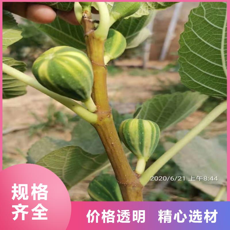 【无花果】酥脆一号安装简单