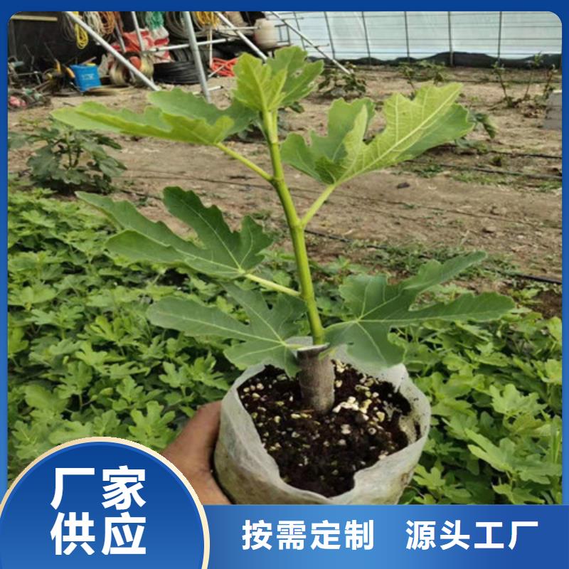 【无花果】酥脆一号安装简单