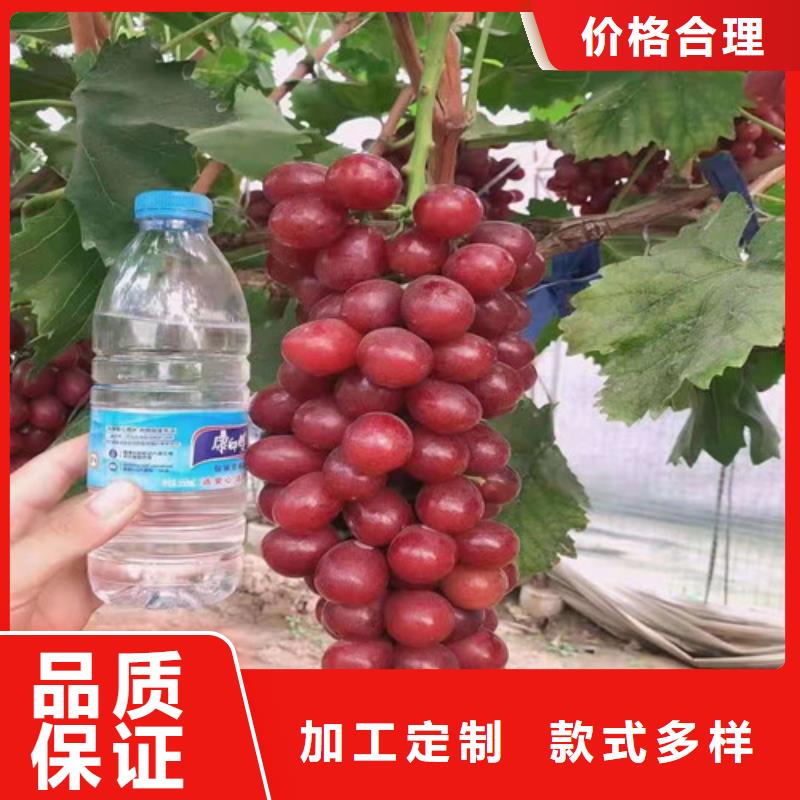 金田玫瑰葡萄树苗