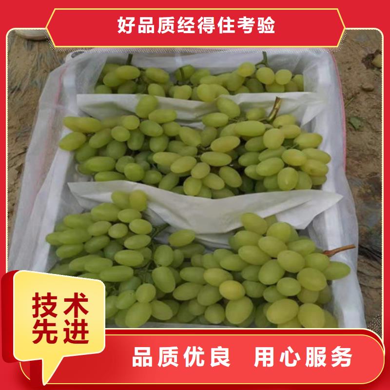 香蕉王葡萄树苗