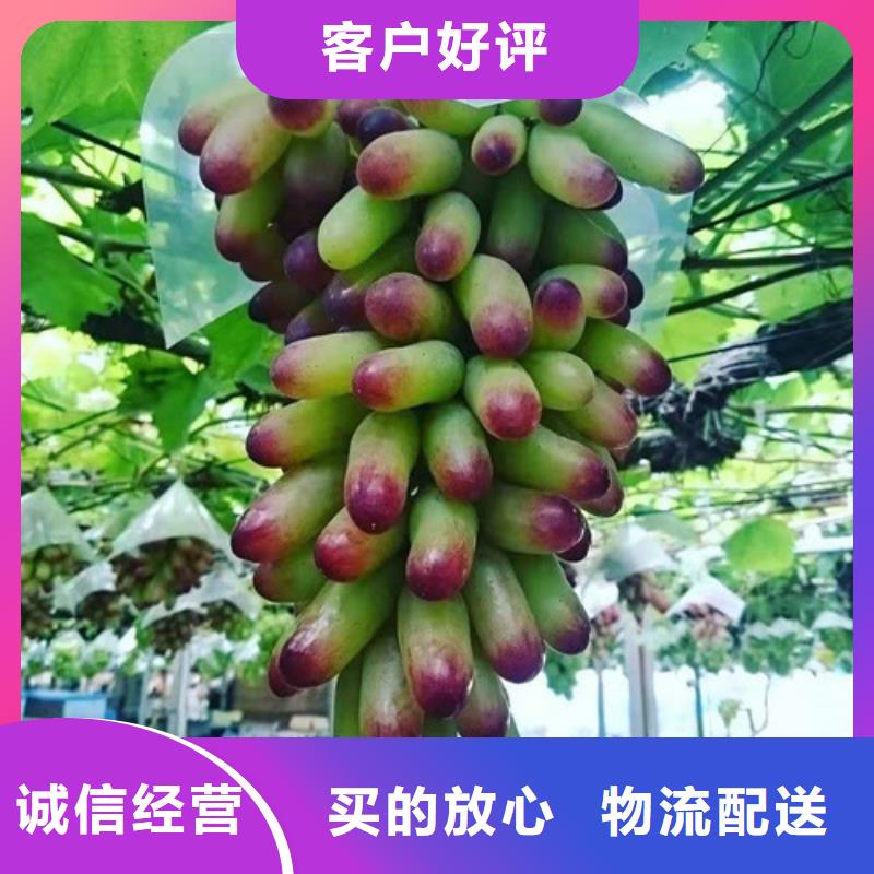 金田玫瑰葡萄树苗