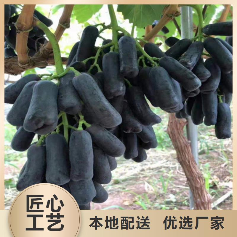 赤霞珠葡萄苗