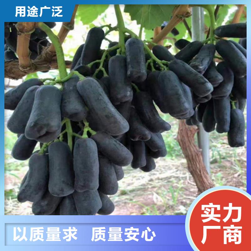 葡萄_黄金蜜桃苗价格合理